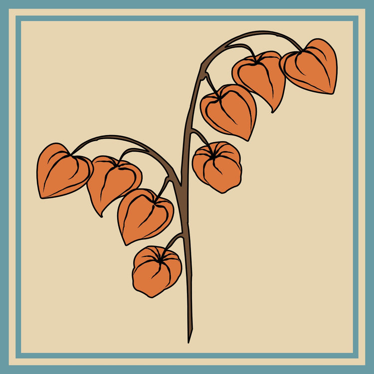 Chinese Lantern