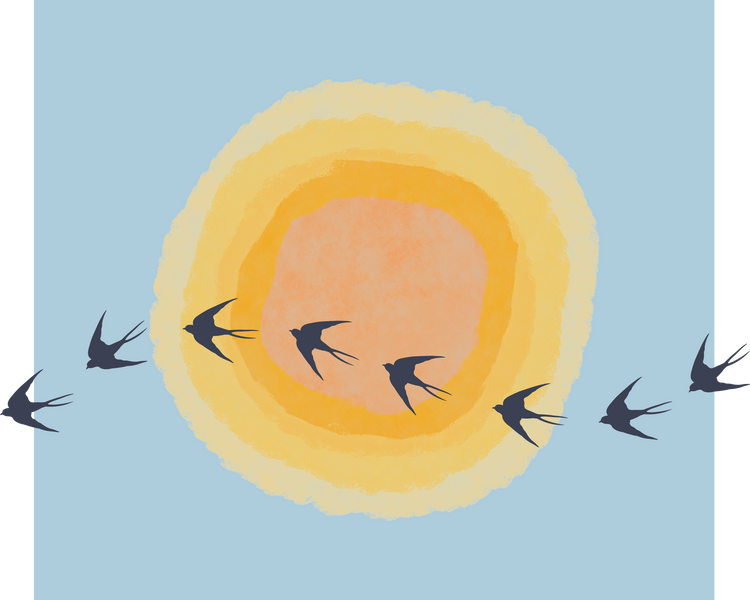 Swallows
